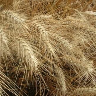 Продам насіння озимої пшениці сорт Кантата одеськая