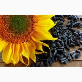 Давальницька переробка насіння олійних культур (ріпак, соняшник, льон, соя)