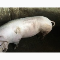 Продам супоросних свиноматок