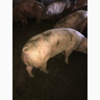 Продам свиней бекон