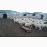 Овцы Романовские, Меринос Экспорт