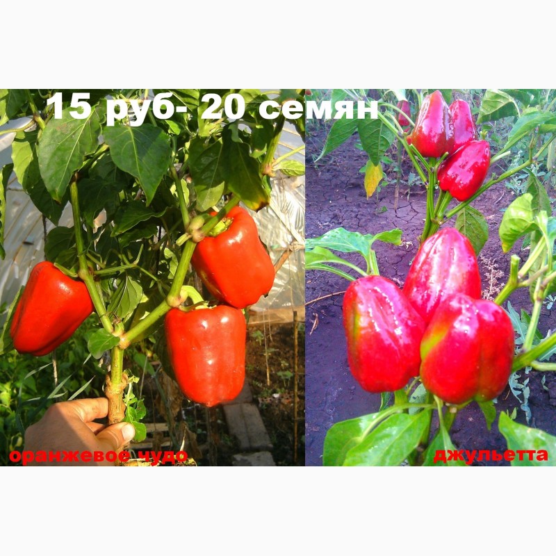 Фото 6. Свои семена.продажа.интернет магазин семян донецк луганск