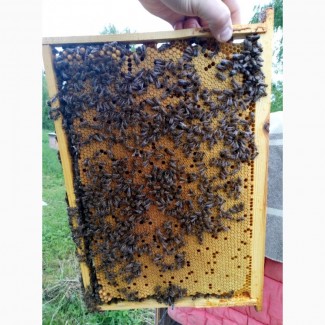 Бджолопакети бджоли сім#039;ї