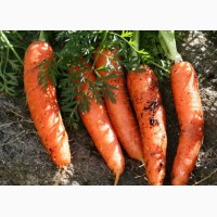 Продам морковь Канада f1