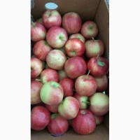 Яблоко с сада и хранилища урожай 2021