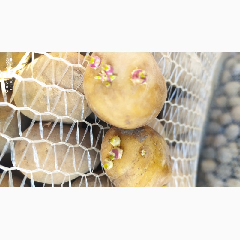 Фото 3. Продам семенной картофель ривьера, Аризона, коломбо