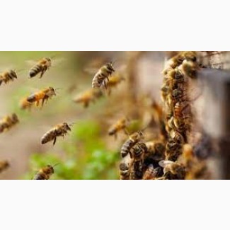 Продаж бджолопакетів у великій та малій кількості