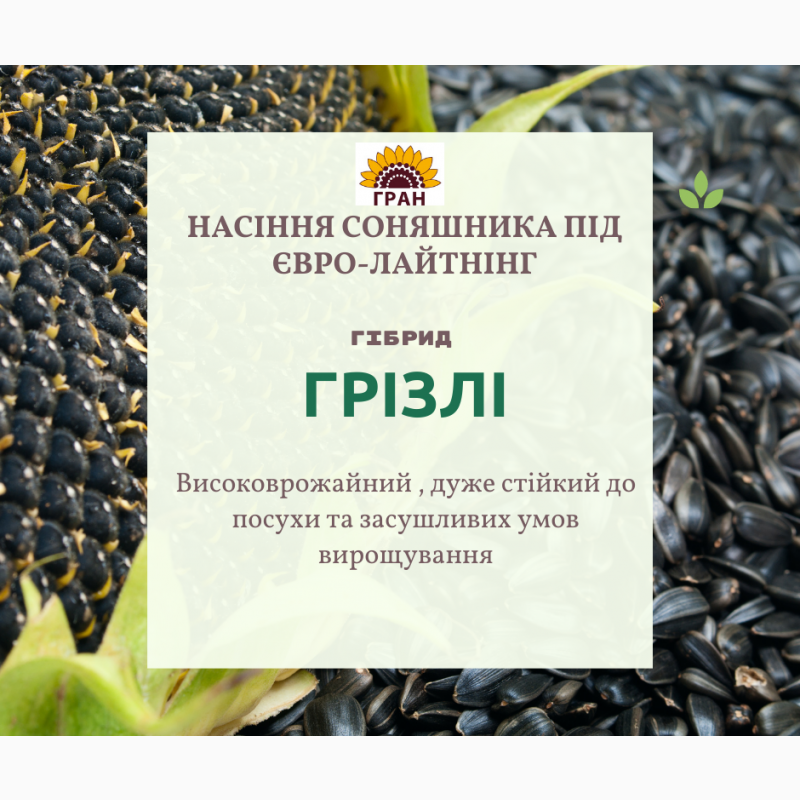 НОВИНКА на ринку України, Насіння соняшника стійкого до Євролайтнінгу Української селекції