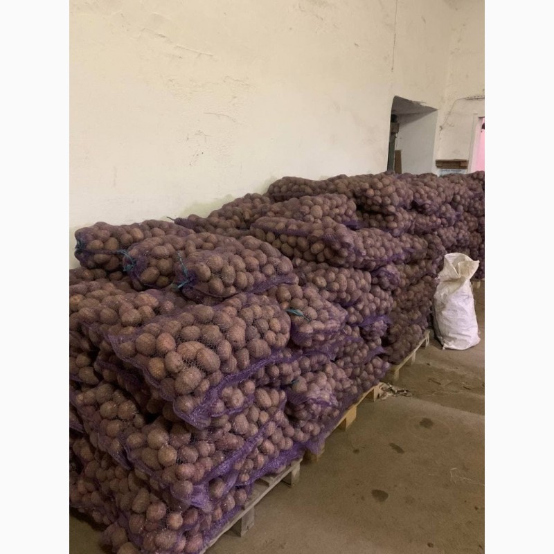 Фото 2. Продам товарну картоплю від виробника. Сорти Бєлароса та Рудольф. Франкція 5