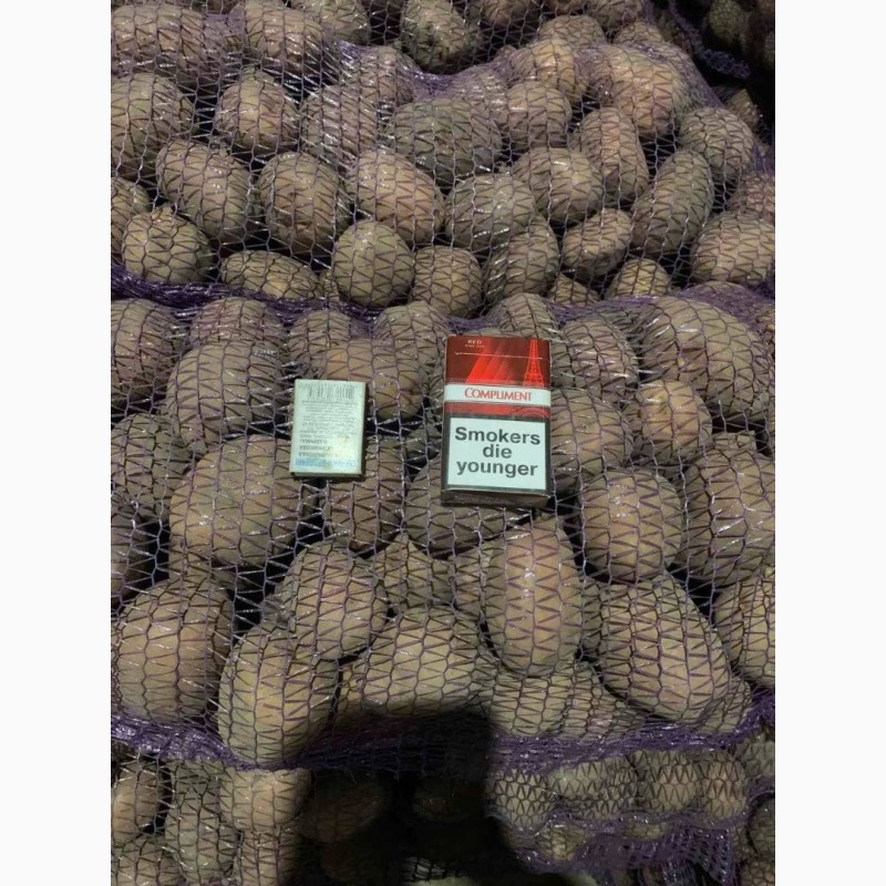 Фото 3. Продам товарну картоплю від виробника. Сорти Бєлароса та Рудольф. Франкція 5