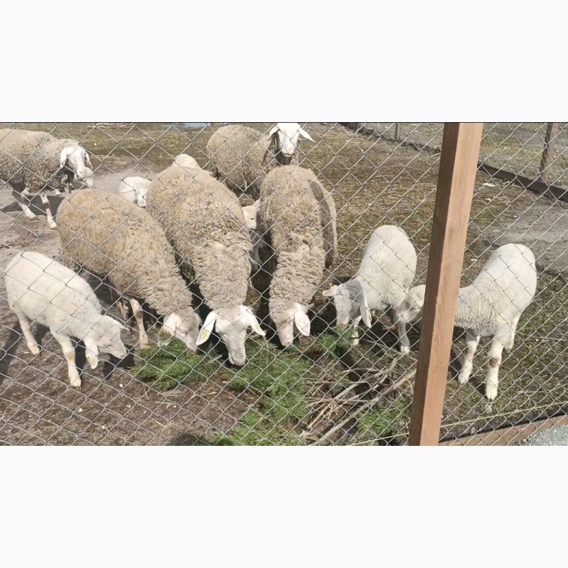 Фото 2. Продам стадо племенных овец немецкой породы Мериноландшаф. Овцы Ярки