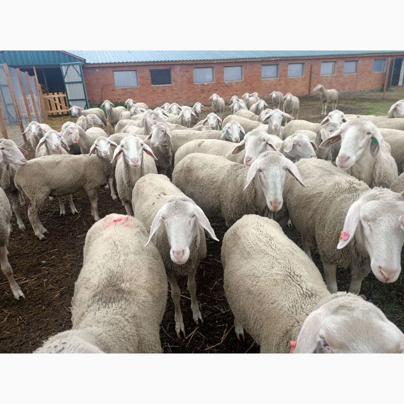 Фото 3. Продам стадо племенных овец немецкой породы Мериноландшаф. Овцы Ярки