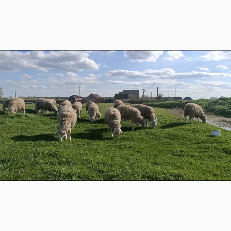 Фото 4. Продам стадо племенных овец немецкой породы Мериноландшаф. Овцы Ярки