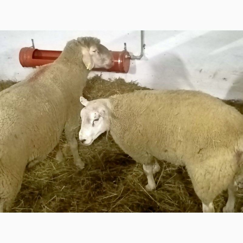 Фото 5. Продам стадо племенных овец немецкой породы Мериноландшаф. Овцы Ярки