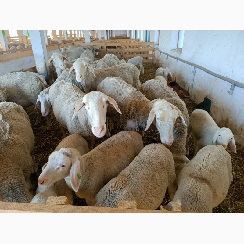Фото 6. Продам стадо племенных овец немецкой породы Мериноландшаф. Овцы Ярки