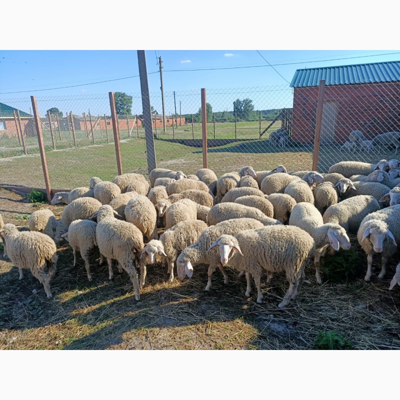 Фото 7. Продам стадо племенных овец немецкой породы Мериноландшаф. Овцы Ярки
