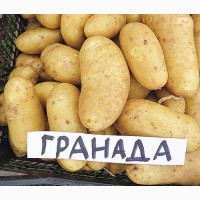 Продам посевну картошку