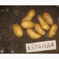 Продам посевну картошку