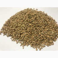 Продамо пшеницю (проросла, 3-й клас)