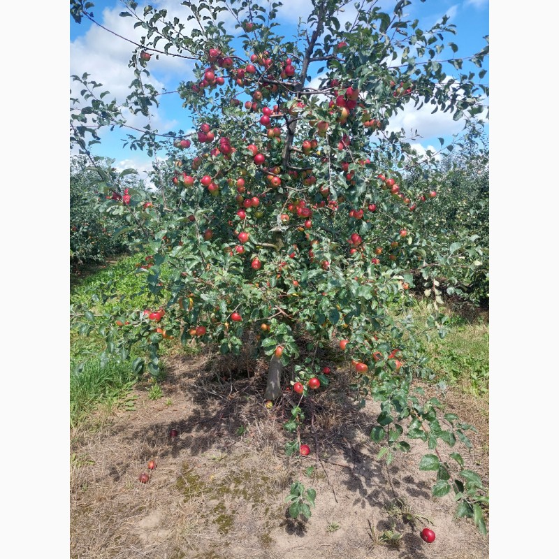 Фото 2. Продам яблука урожай 23року
