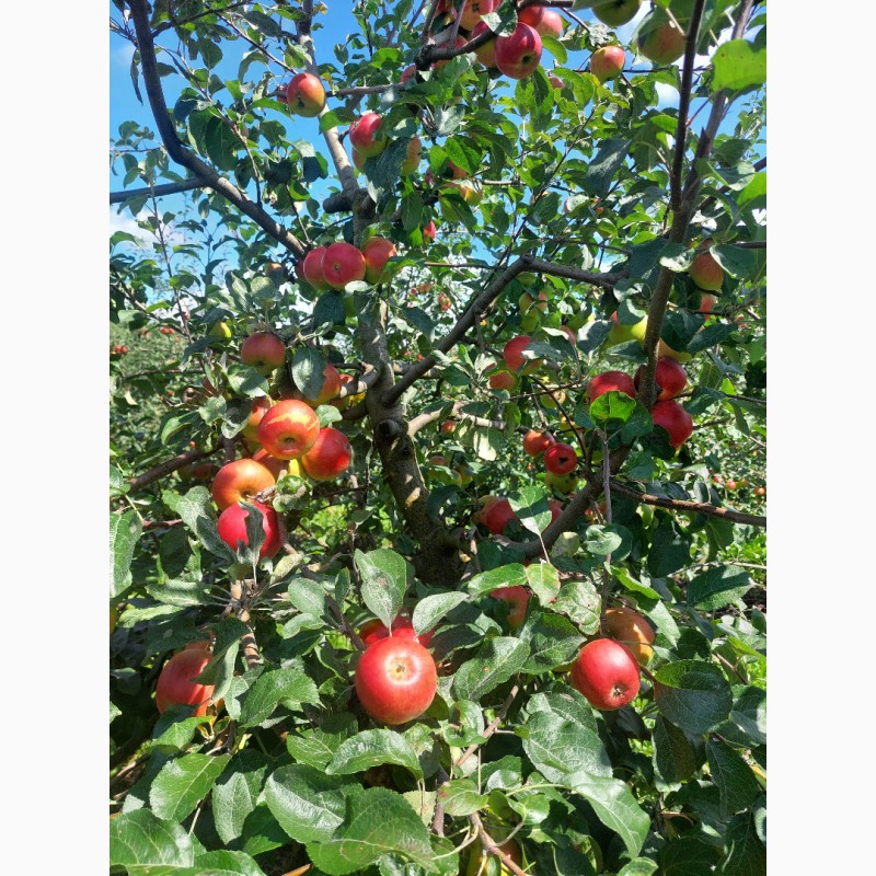 Фото 3. Продам яблука урожай 23року