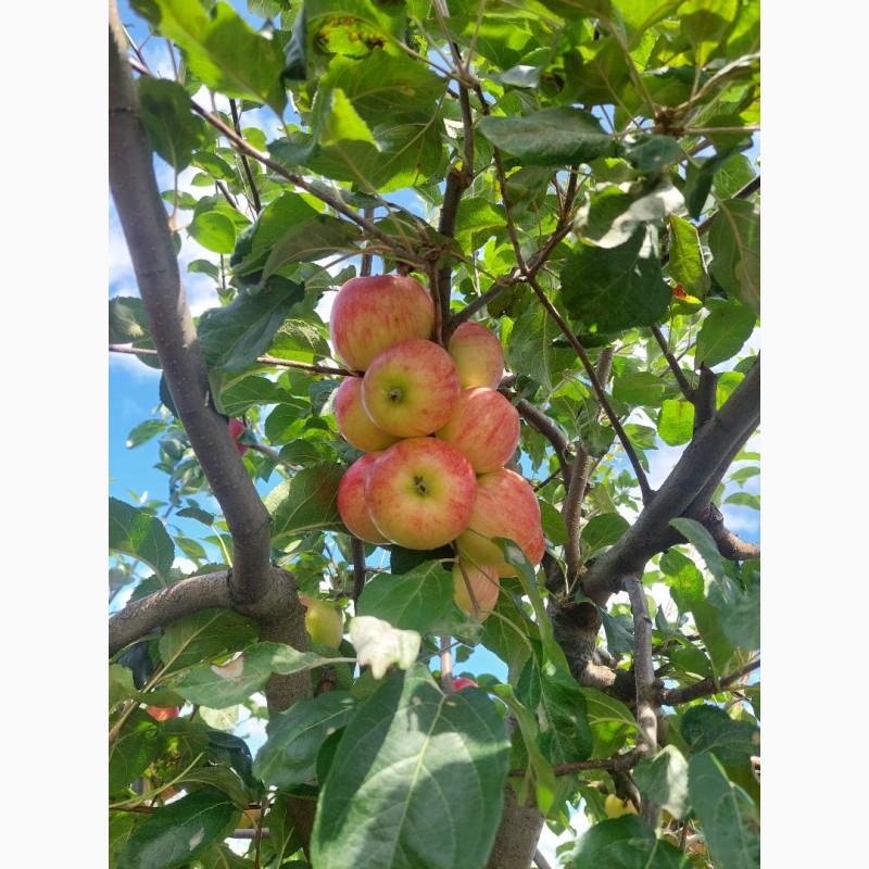 Фото 4. Продам яблука урожай 23року
