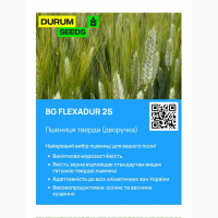 Насіння пшениці - BG Flexadur 2S (тверда дворучка) Оригінатор Biogranum, Сербія