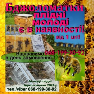 Бджоломатки плідні молоді мічені якісні, перевірені на засів. Доставка від 1 шт Вся Україна