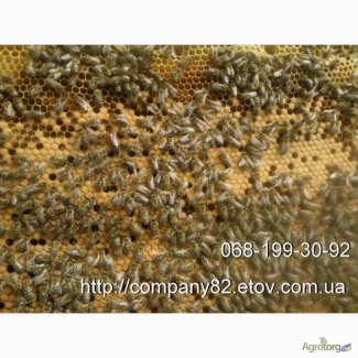 Пчелопакеты Карпатской пчелы и плодные матки. Доставка по Украине