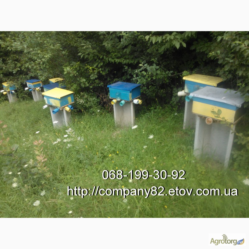 Фото 3. Пчелопакеты Карпатской пчелы и плодные матки. Доставка по Украине