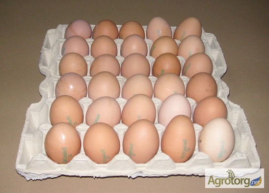 Фото 2. Продам яйцо куриное СО, С1, С2, Сгр