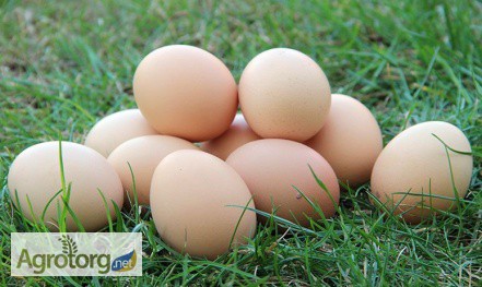 Фото 3. Продам яйцо куриное СО, С1, С2, Сгр