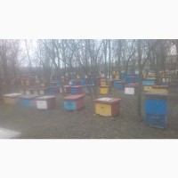 Пчелопакеты Одесская обл
