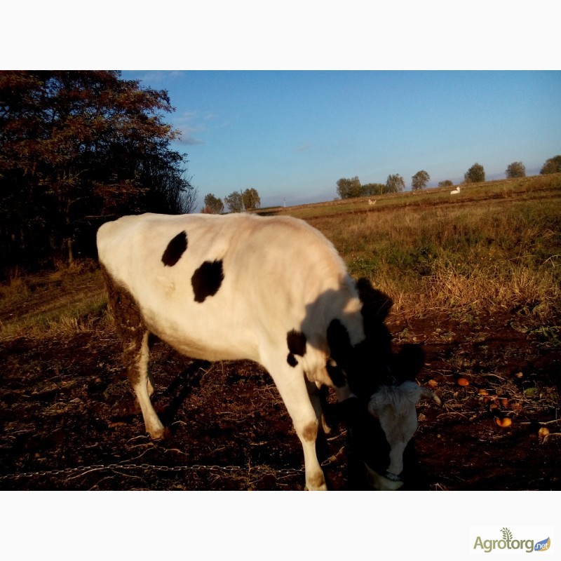 Фото 3. Продам корову