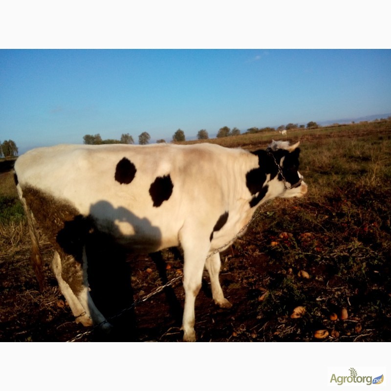 Фото 5. Продам корову