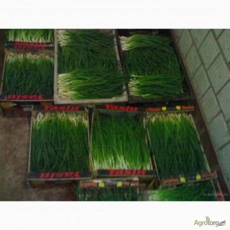 Продажа зеленого лука Штутгарт оптом от производителя, дешево
