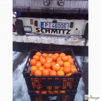 Греческий мандарин сорта КЛЕМЕНТИН уже в Украине