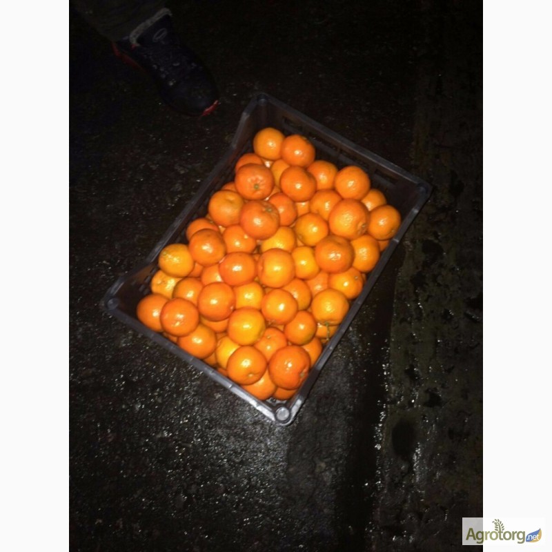 Фото 5. Греческий мандарин сорта КЛЕМЕНТИН уже в Украине
