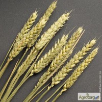 Закупаем пшеницу.Урожай 2017