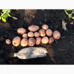 Продам картофель (Бела роса, Лабелла, Мадлен)