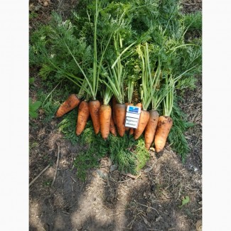 Продам морковь Абако от производителя Дніпропетровська обл