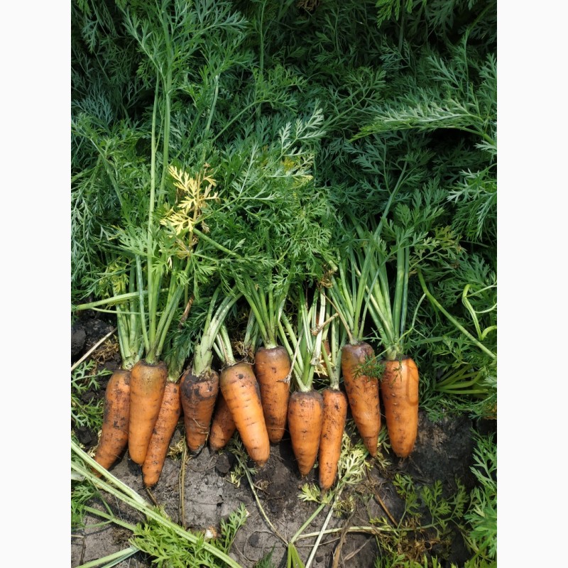 Фото 2. Продам морковь Абако от производителя Дніпропетровська обл