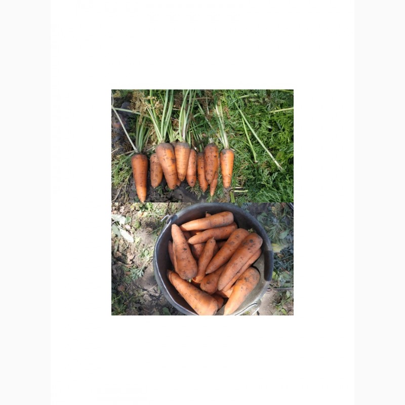 Фото 3. Продам морковь Абако от производителя Дніпропетровська обл