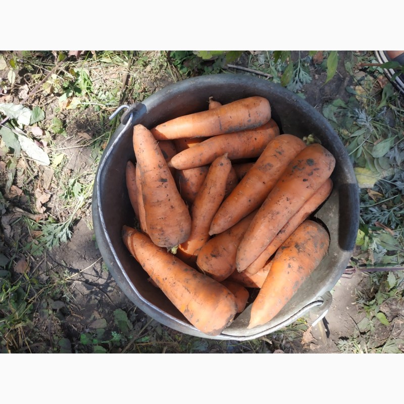 Фото 4. Продам морковь Абако от производителя Дніпропетровська обл