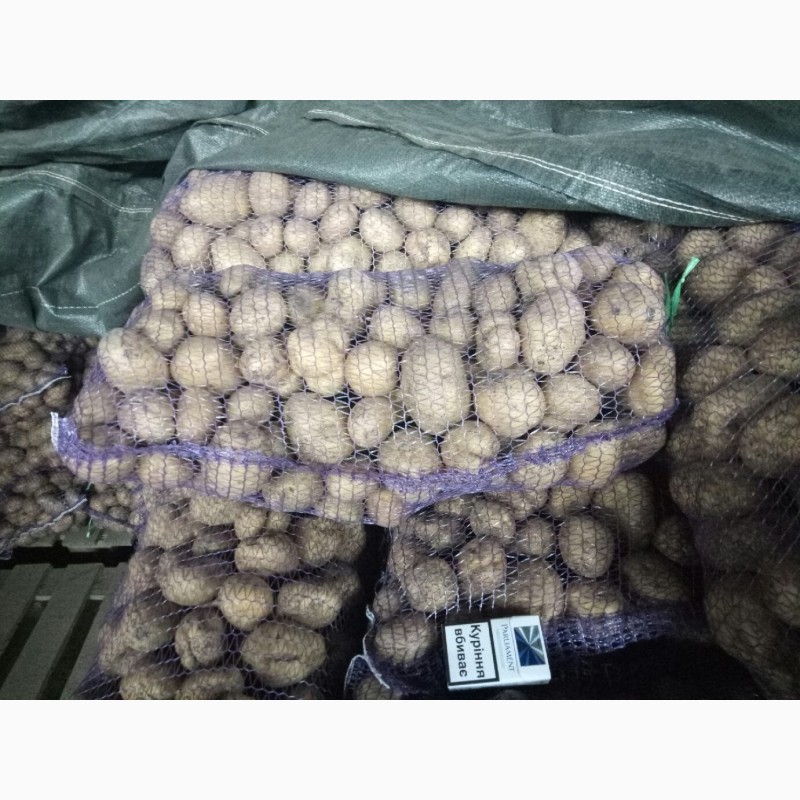 Фото 4. Картофель оптом 3, 30 грн./кг, картошка 5