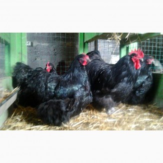 Орпингтон чёрный инкубационные яйца