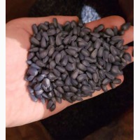 Семена подcолнечника CRESTON FS 799 канадский трансгенный гибрид