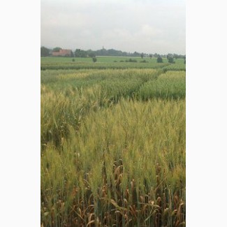 Насіння озимої пшениці ЛІСТ 25 Еліта - напівкарликовий (65-85 см) сорт інтенсивного типу