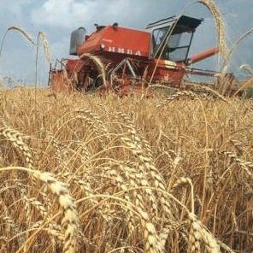 Фото 3. Купим кукурузу с поля по територии Украины