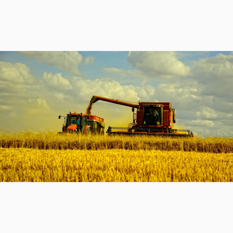 Фото 2. Купим кукурузу с поля по територии Украины